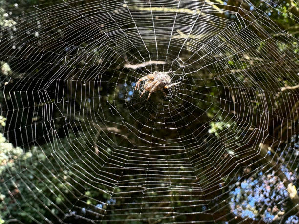 il ragno si siede al centro della ragnatela al sole e aspetta la sua preda - spider web natural pattern dew drop foto e immagini stock