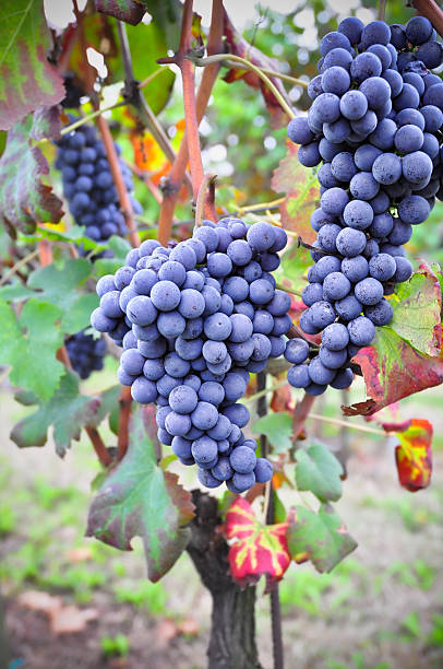 Nebbiolo vineyard in Langhe countryside stock photo