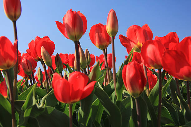 istock Red tulips in a field 185471753