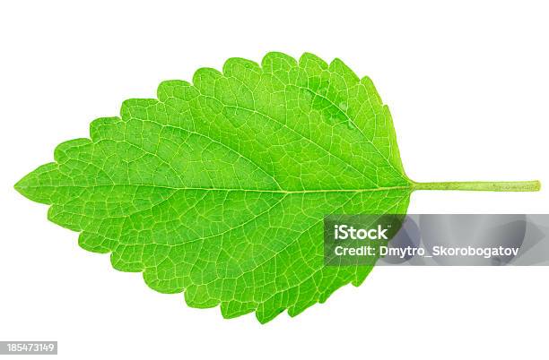 Mint Lemon Balm Stock Photo - Download Image Now - Aromatherapy, Close-up, Cut Out