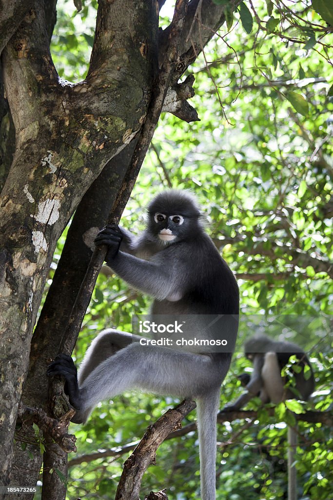 Monkey - Lizenzfrei Aussicht genießen Stock-Foto