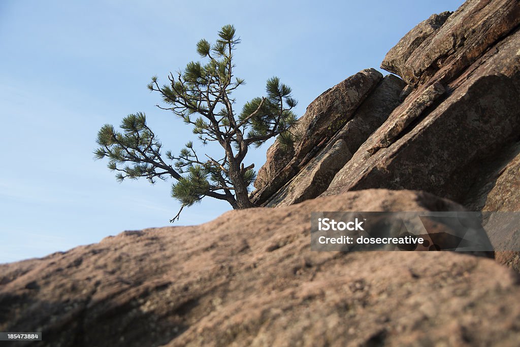 Tree on Mountain Tree on Mountain with Blue Sky in Colorado. Blue Stock Photo