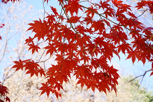 Sky and red maple leaves