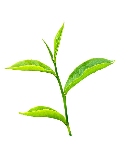 Close up of green tea leaf isolated on white background stock photo