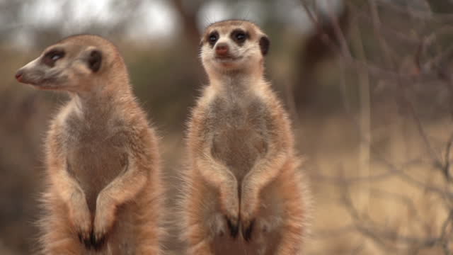 Close up of two meerkats standing upright and scanning the area for danger.