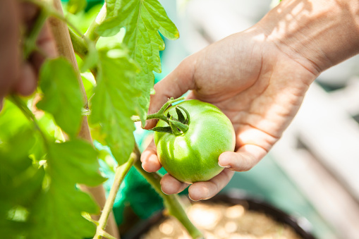 Mid-shot view of unidentified person's hand picking a green tomato from its plant inside community garden