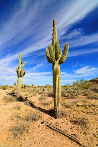 istock Old Saguaro Cactus Sonora desert Arizona 1854759887