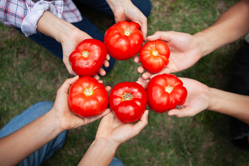 Medium shot of hands of small group of unidentified people holding freshly picked homegrown tomatoes