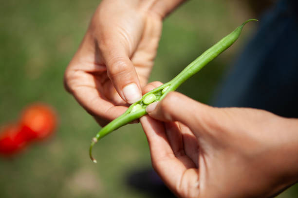 Mid-shot of unidentified person's hands holding homegrown greenbeans inside vegetable garden