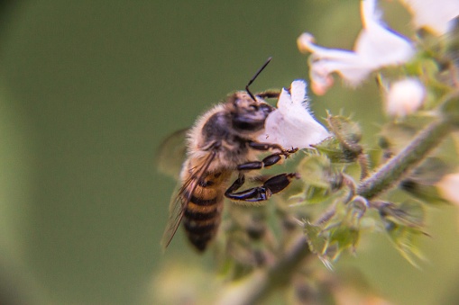 A bee producing honey through plants