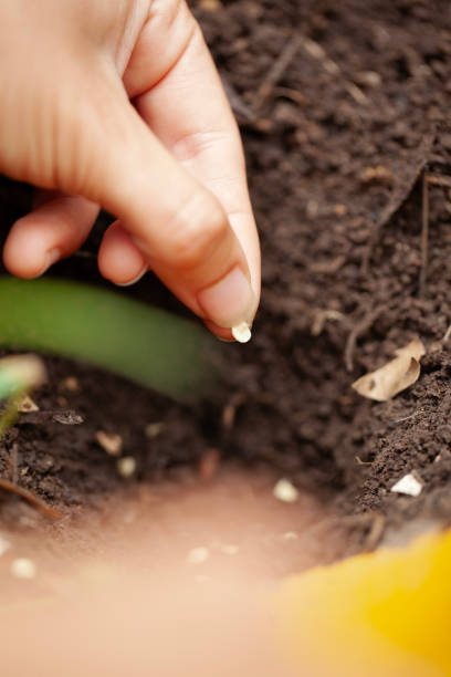 istock Unidentified person's hand sowing a seed in community garden's soil 1854762046