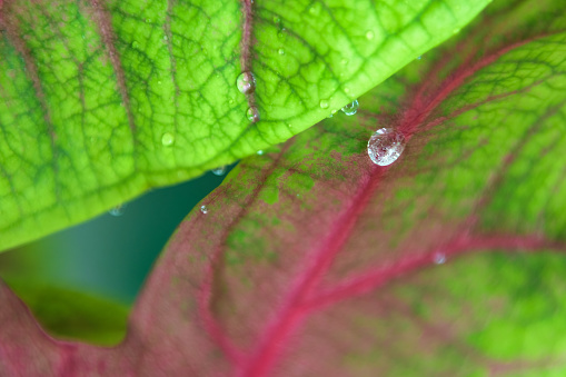 Close-up of a drop of water in a red and green plant leaf