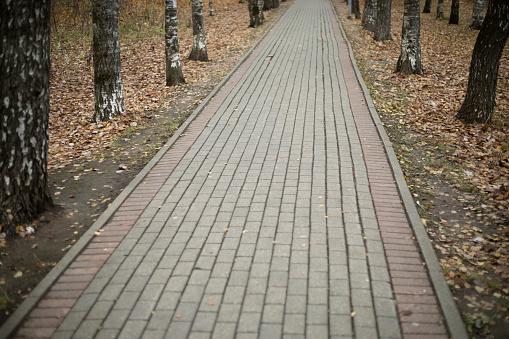 Path in the park in autumn. Sidewalk covering. Straight park path. Birch Alley.