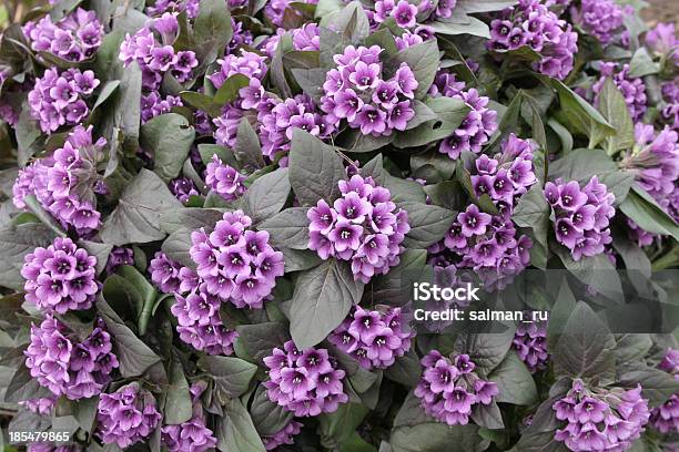 Flores En Primavera Foto de stock y más banco de imágenes de Aire libre - Aire libre, Arrancar malas hierbas, Azul