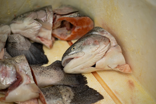 Severed fish head. Fish department in the store. Waste after cleaning seafood.