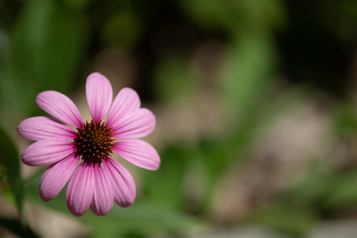 Close-up of flowering Echinacea purpurea (or eastern purple coneflower, or purple coneflower, or hedgehog coneflower, or echinacea,purple coneflower). Blurred background may be used for copy.