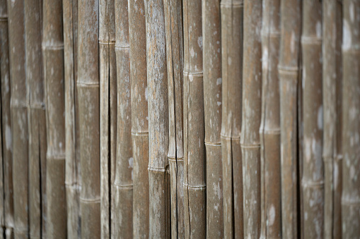 Old weathered bamboo wall used for decoration in park/garden. Shallow depth-of-field.