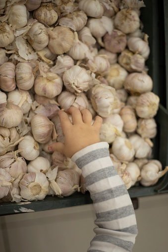 The child takes garlic. A child's hand takes a head of garlic. Buying vegetables. A healthy root vegetable.