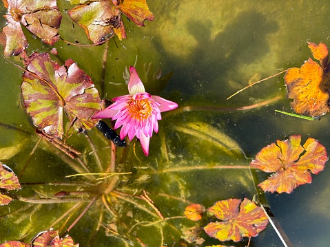 Pink water lily flower floating on green water