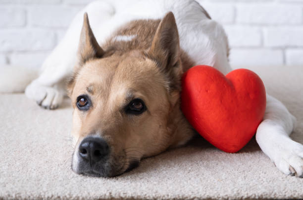 istock dog holding red heart, lying on rug at home 1854836888