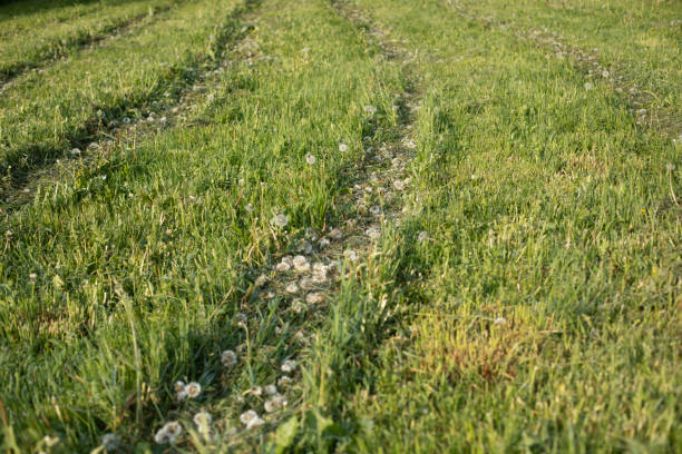 Lush green meadow flourishing with daisies and dandelions in spring sunlight