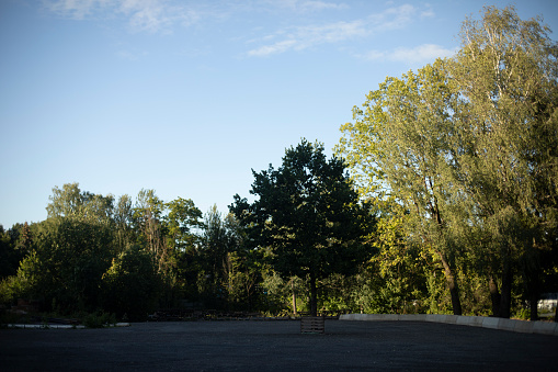 The trees in the park. Empty parking in the shade. A tree left in the parking lot. Asphalt flooded area. Street view.
