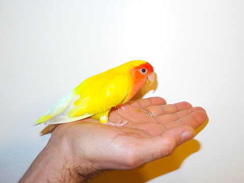Yellow rosy-faced lovebird parrot (Agapornis roseicollis) sits on hand. White background. Beautiful pet bird. Love for pets concept. Parrot is also known as rosy-collared or peach-faced lovebird.