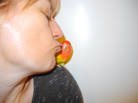 Woman kisses her little cute yellow rosy-faced lovebird parrot (Agapornis roseicollis). White background. Beautiful pet bird. Love for pets concept. Rosy-collared and peach-faced lovebird.
