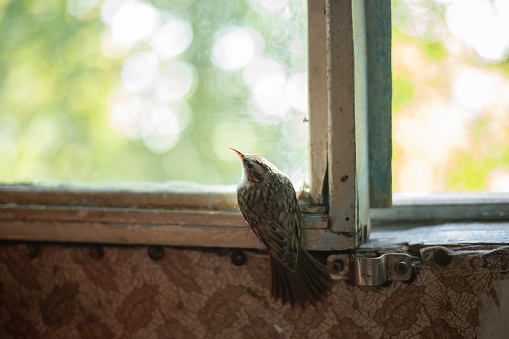 Bird on the window. A bird flew into the house. An animal in the house. Random guest with feathers.