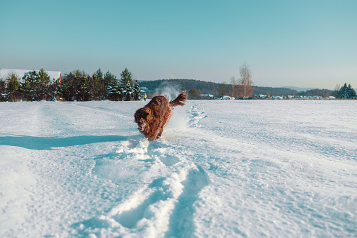 Active Irish Setter dog running slow motion footage during the snowy walking, having fun in winter park. High quality FullHD footage