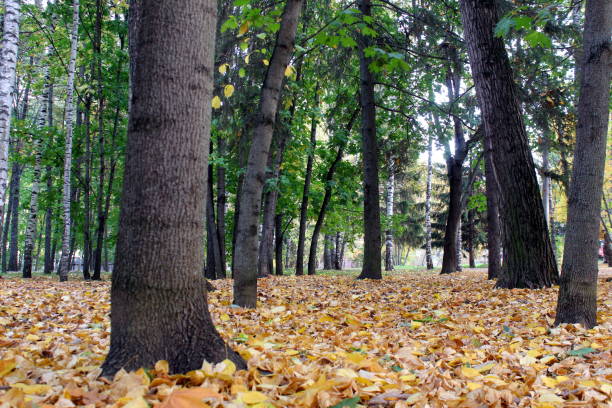 istock Autumn park with fallen yellow leaves. 1854861227