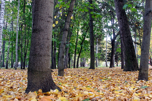 Autumn park with fallen yellow leaves.