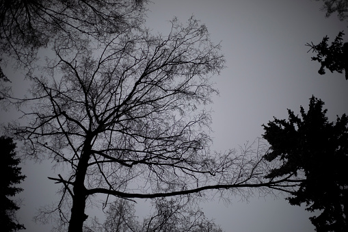 Gray sky in the forest. Gloomy weather in autumn. Dark forest. Tree silhouettes.