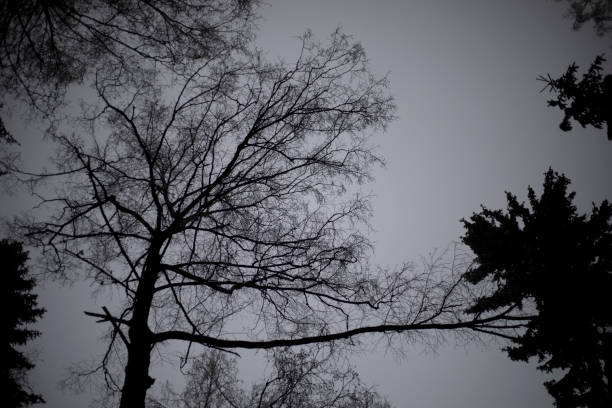 szare niebo w lesie. ponura pogoda jesienią. ciemny las. - bare tree rain autumn tree zdjęcia i obrazy z banku zdjęć