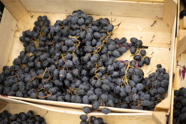 istock Black grapes Fruit in a box. Grapes in a wooden box. 1854893062
