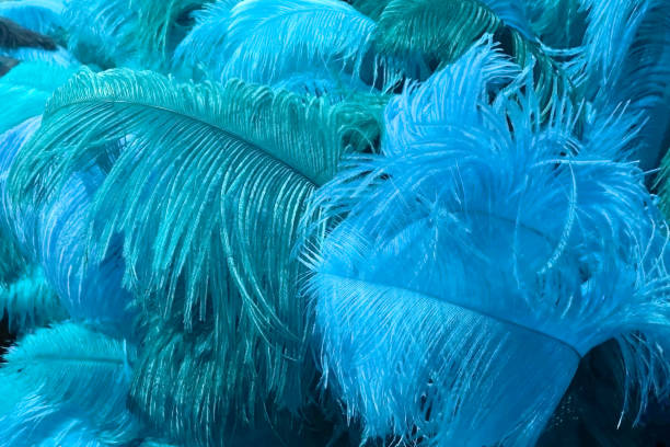 istock Close up of blue feathers for background. Blue feathers background texture. 1854898613