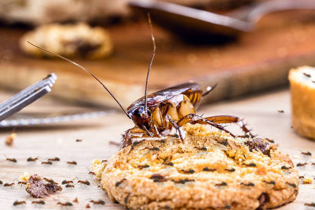 istock Ordinary American cockroach, ants and cockroach eating a cookie on a dirty table, poor hygiene, insect problems, pest control 1854899191