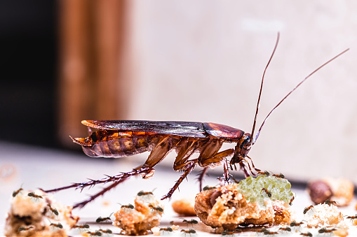 Cockroaches looking for food, germs from dirty food