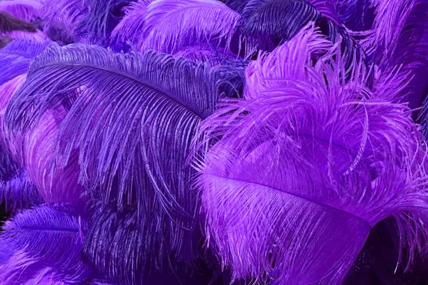 istock Purple feathers background. Close-up of purple feathers texture. 1854899726