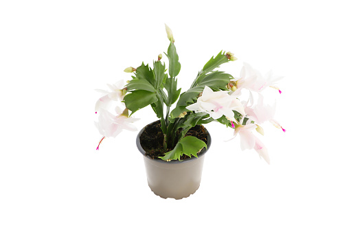 White Christmas Cactus (Schlumbergera) in Bloom. Front view against a white background