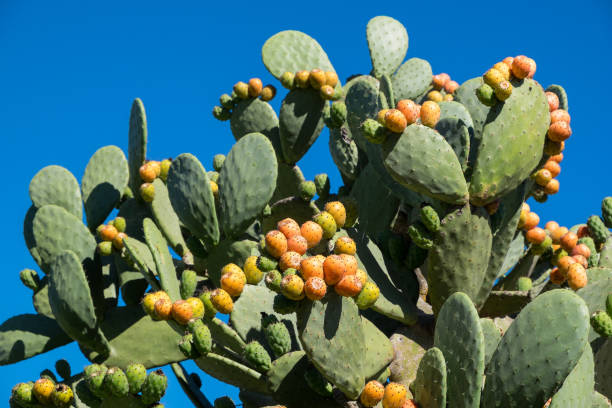 istock Cactus with figs in the Canary Islands 1854923028