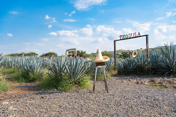 Agaves, hats and flags. In the agave field there are Tequila signs and typical Mexican hats. agave tequila stock pictures, royalty-free photos & images