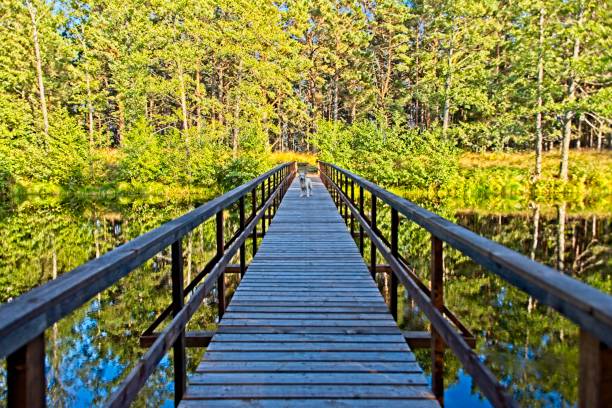 istock Beautiful Peaceful Forest in Latvia 1854944985