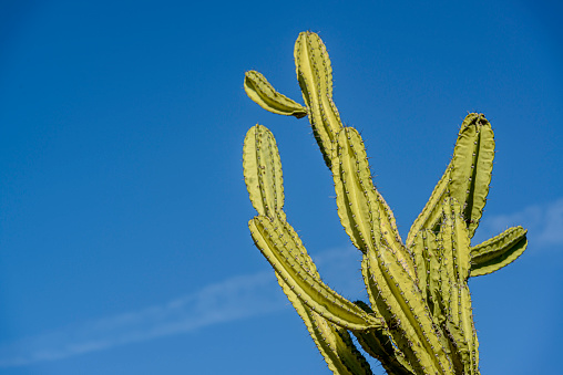 Brazilian caatinga biome, the Mandacaru cactus in Exu, Pernambuco, Brazil.