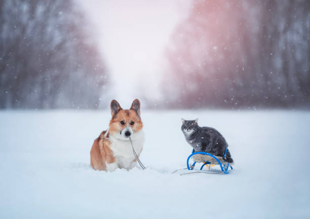 carte de noël drôle avec un chien corgi tirant un traîneau avec un chat dans un parc du nouvel an enneigé en hiver - purebred cat photos photos et images de collection