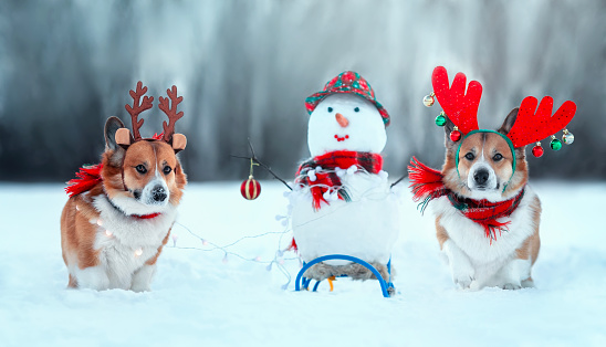 two corgi dogs in warm scarves and reindeer antlers walking with a snowman in a winter snowy New Year's garden