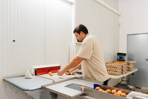 man collecting and packing fresh eggs in henhouse - eggs animal egg stack stacking imagens e fotografias de stock