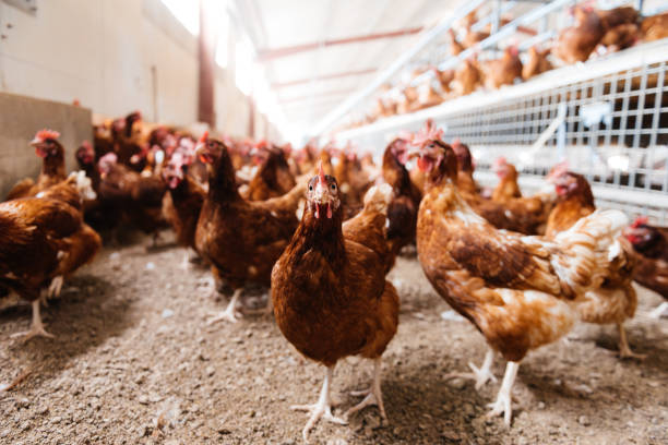 istock Free ranged chicken looking at camera in coop 1854950987