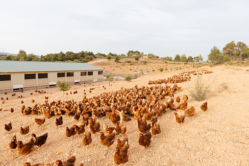 Flock of healthy brown organic hens walking freely near chicken coop while raising on ecological poultry farm in countryside
