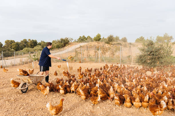istock Male farmer feeding chickens on farm 1854952040